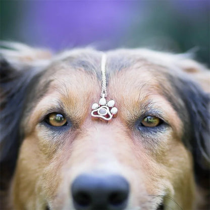 Collar dog